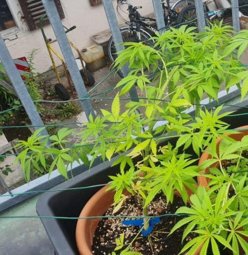 Gorilla Cookies. Week 10