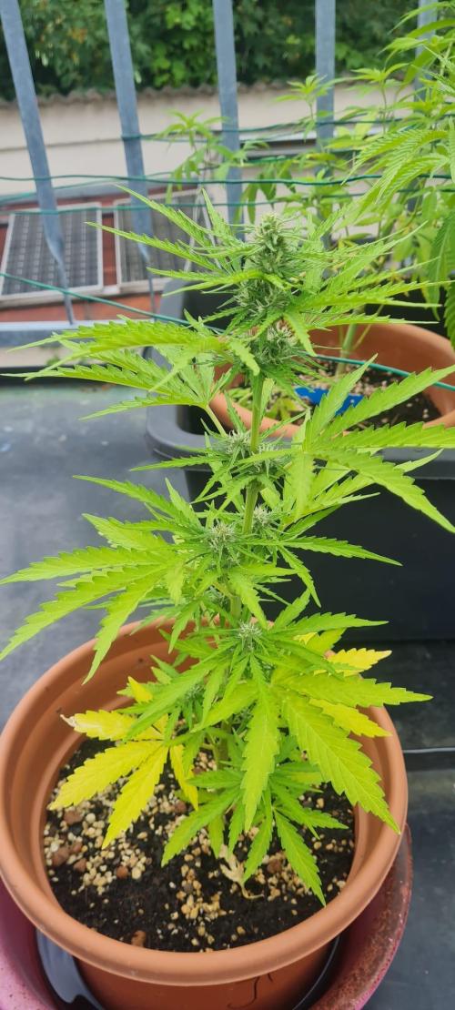 LoisenFarm: STOR OutdoorBattle. Week 7