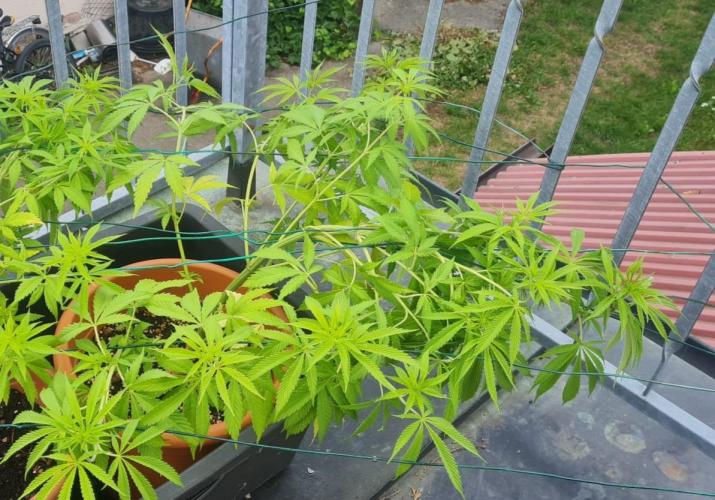 Trop Cherry. Week 12