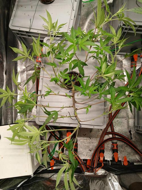 BLSK Gen4.1 RDWC. Week 8