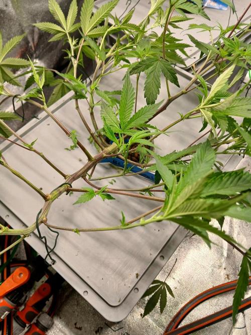 BLSK Gen4.1 RDWC. Week 8