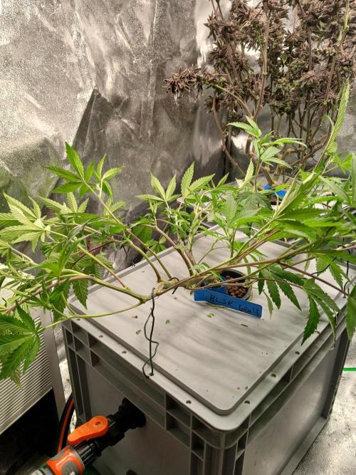 BLSK Gen4.1 RDWC. Week 8