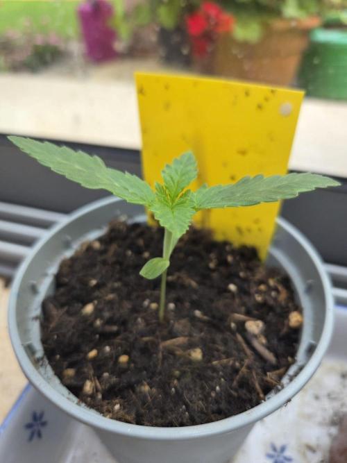 Dr.SkunkyKush: HUBU DopeBois & Sleezy. Week 2