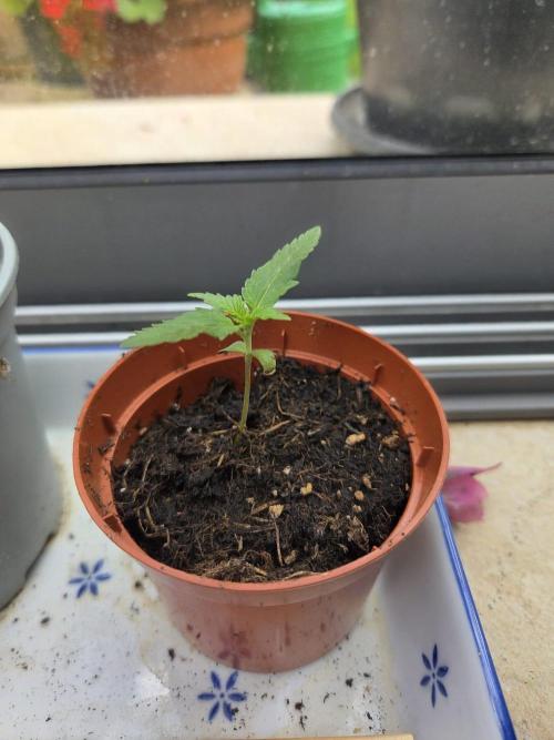 Dr.SkunkyKush: HUBU DopeBois & Sleezy. Week 2