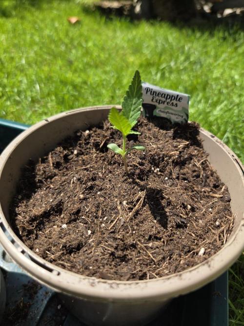 Pineapple Express . Week 2