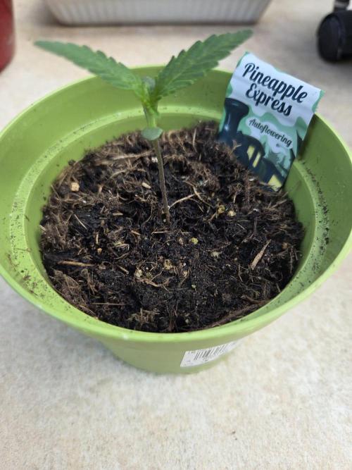 Pineapple Express . Week 2