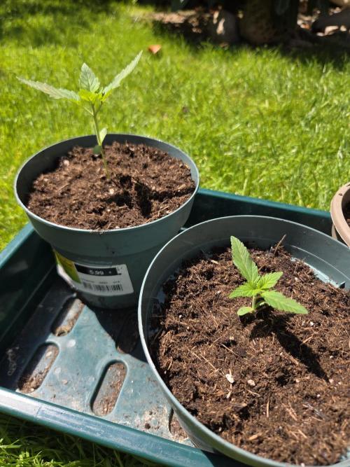 Dr.SkunkyKush: HUBU DopeBois & Sleezy. Week 2