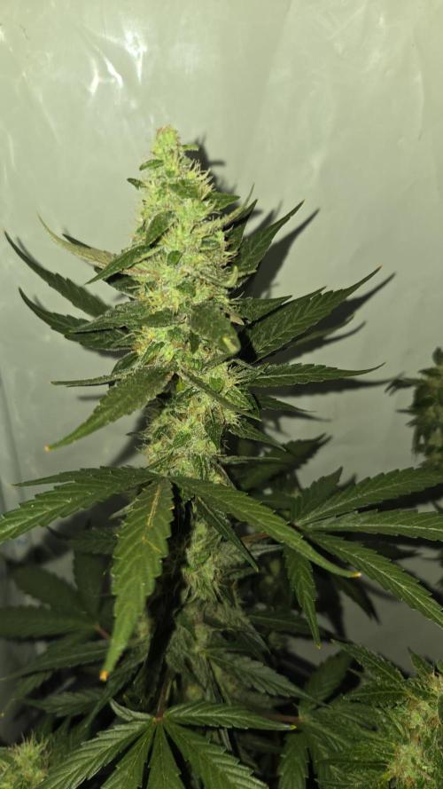 Dr.SkunkyKush: STOR OutdoorBattle. Week 7