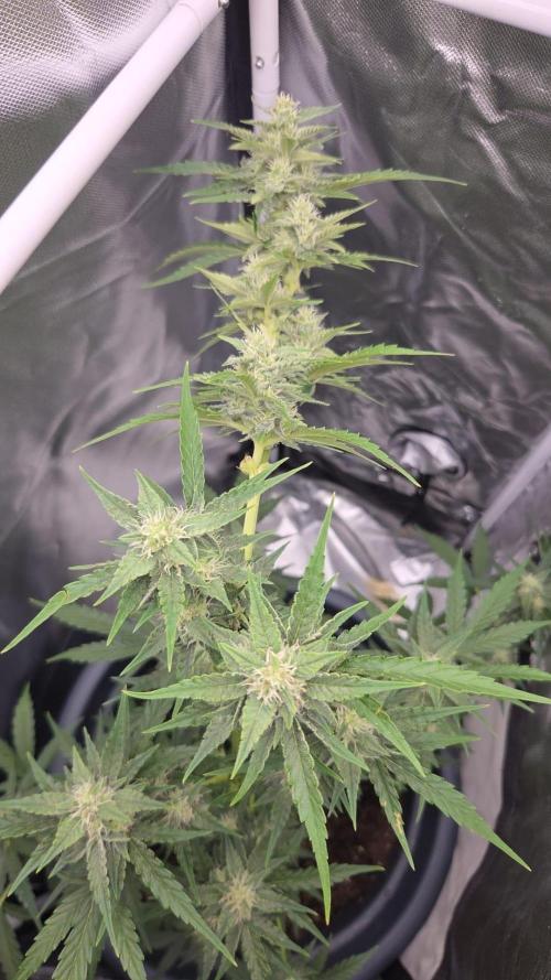 Dr.SkunkyKush: STOR OutdoorBattle. Week 7