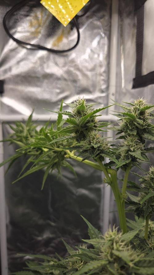 Dr.SkunkyKush: STOR OutdoorBattle. Week 7
