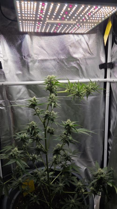 Sticky Orange XXL. Week 7
