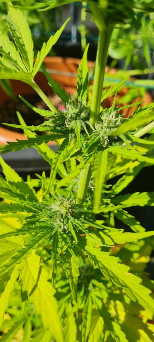 Sticky Orange XXL. Week 7