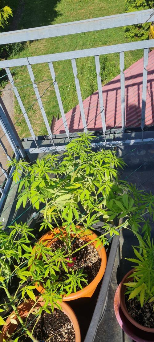 LoisenFarm: TRCH OSS OUTDOOR. Week 12
