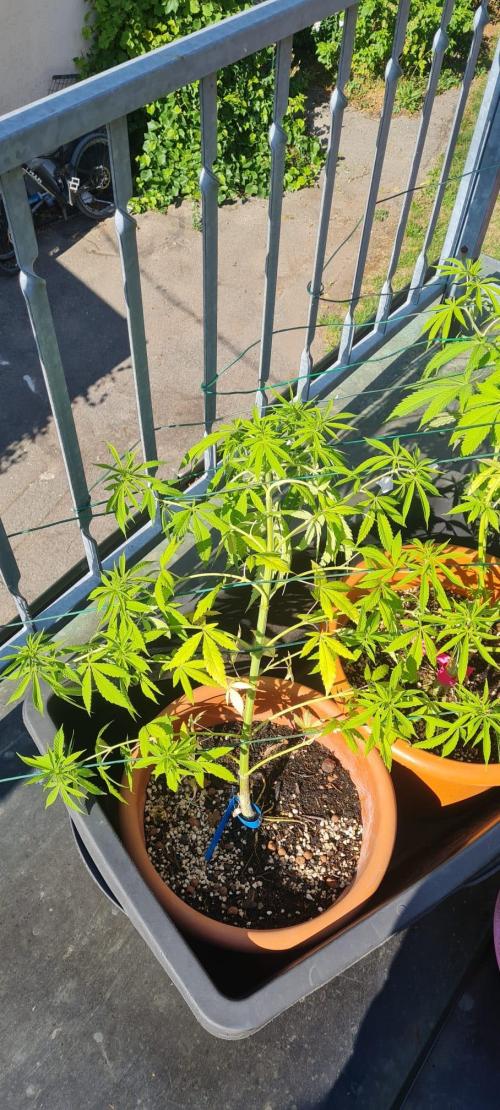 Gorilla Cookies. Week 10