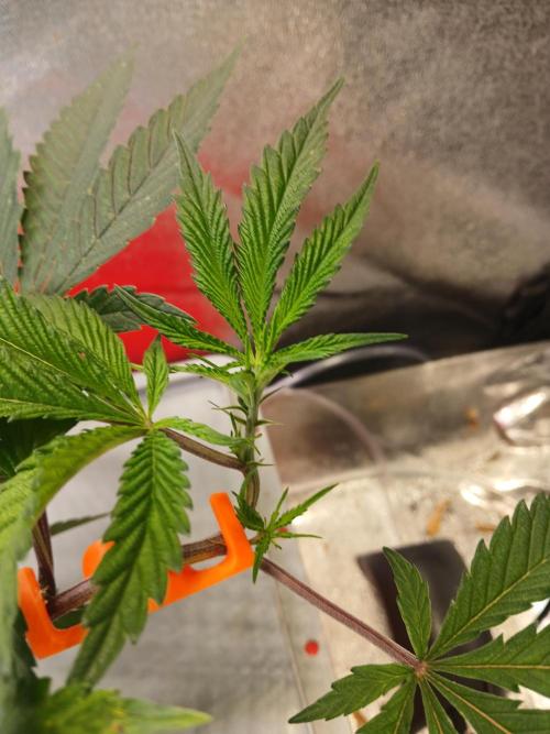 DAIN#8Cut Cultiva RDWC Grünerbrunnen.at. Week 7