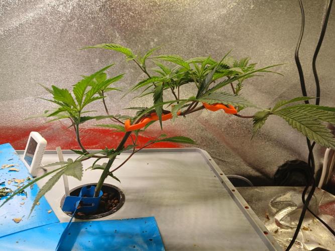 DAIN#8Cut Cultiva RDWC Grünerbrunnen.at. Week 7