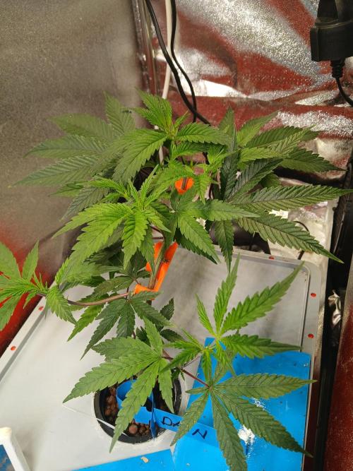 DAIN#8Cut Cultiva RDWC Grünerbrunnen.at. Week 7