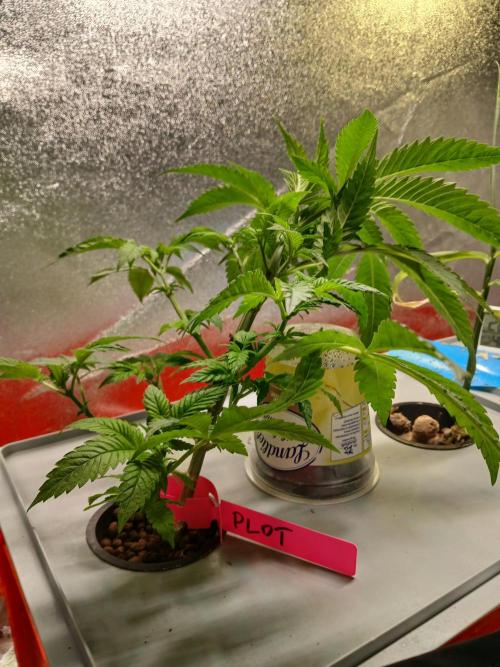 PLOT RDWC. Week 8