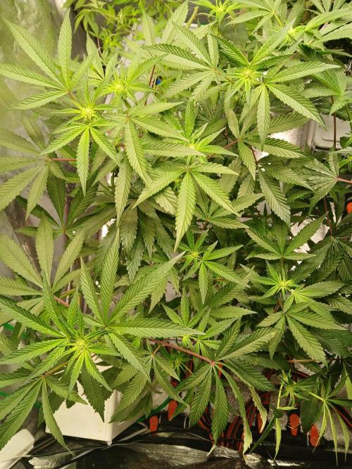 BLSK Gen4.1 RDWC. Week 10
