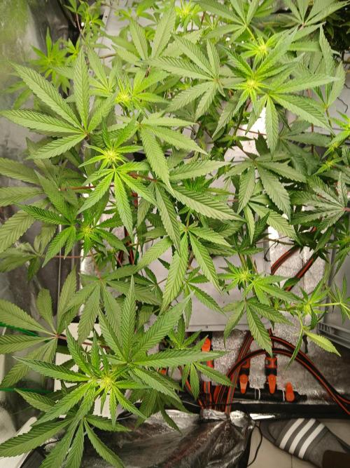 BLSK Gen4.1 RDWC. Week 10