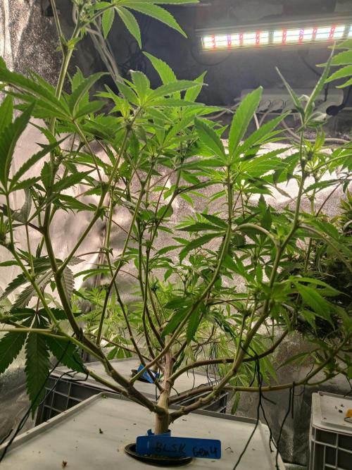 BLSK Gen4.1 RDWC. Week 10