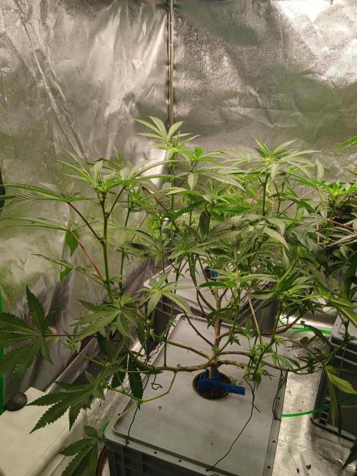 Blue Skunk. Week 10