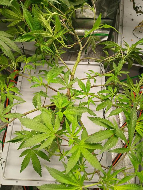 BLSK Gen4.2 RDWC. Week 10