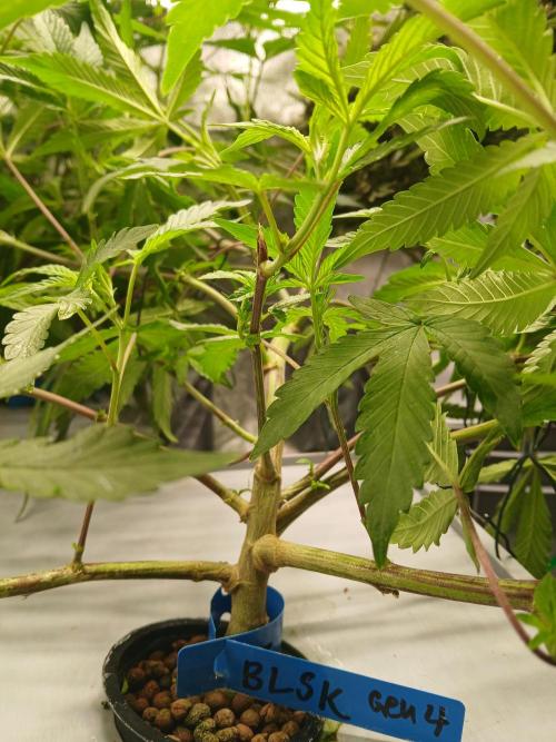 Blue Skunk. Week 10