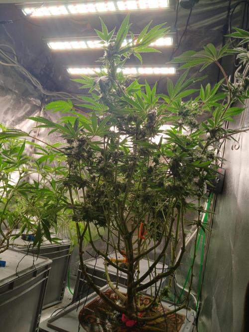 TRCH OSS RDWC. Week 13