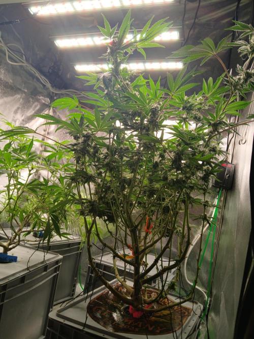 Trop Cherry. Week 13