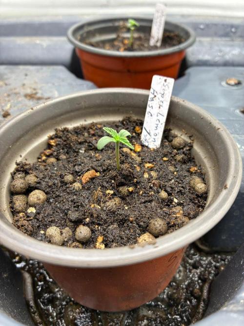 Dr.HanfDampf: SLEH Auto Seedsupplier. Week 2