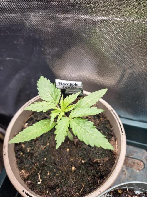 Dr.SkunkyKush: SeedSupplier: PIEX Auto. Week 3