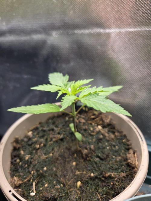 Dr.SkunkyKush: SeedSupplier: PIEX Auto. Week 3