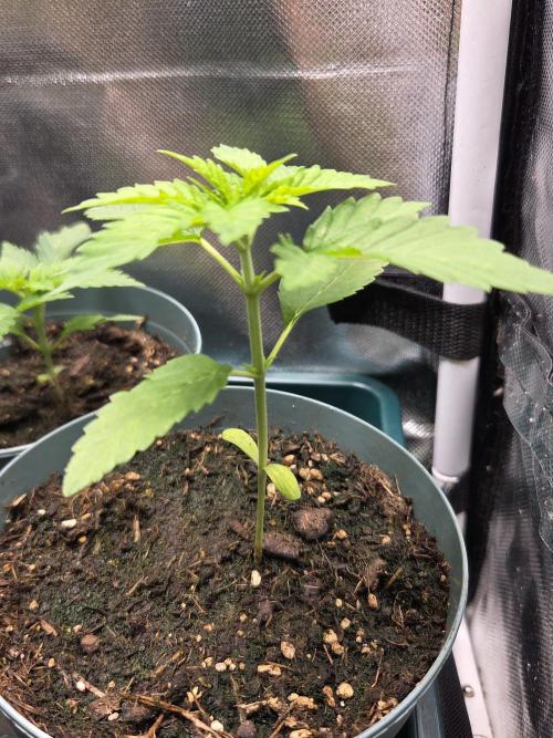 Dr.SkunkyKush: HUBU DopeBois & Sleezy. Week 3