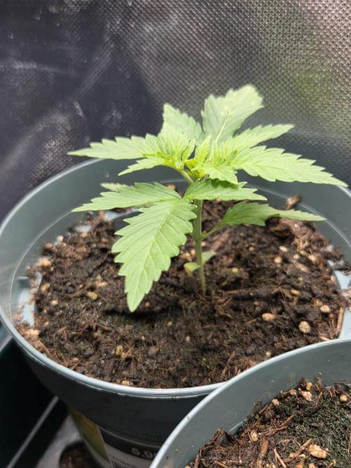 Dr.SkunkyKush: HUBU DopeBois & Sleezy. Week 3