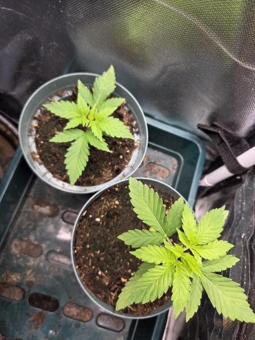 Dr.SkunkyKush: HUBU DopeBois & Sleezy. Week 3