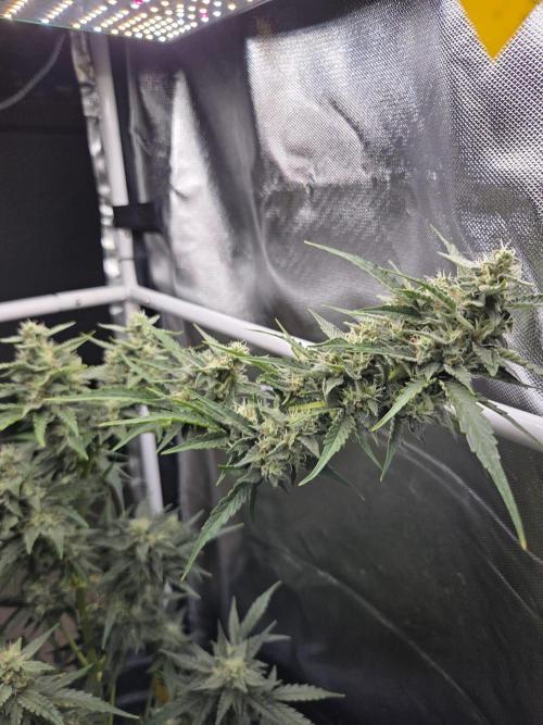 Dr.SkunkyKush: STOR. Week 8