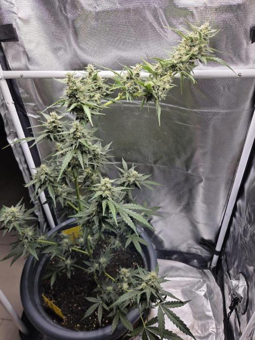 Dr.SkunkyKush: STOR. Week 8