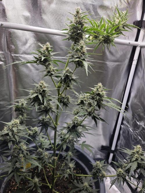 Dr.SkunkyKush: STOR. Week 8