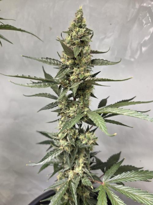 Dr.SkunkyKush: STOR. Week 8
