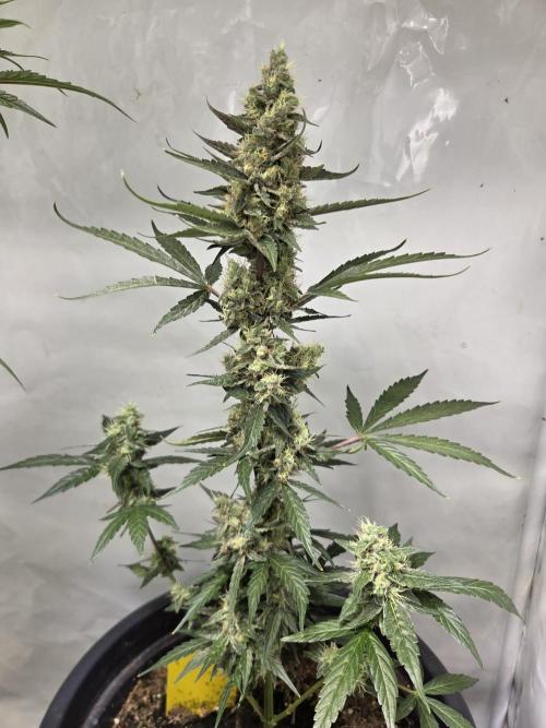 Dr.SkunkyKush: STOR. Week 8