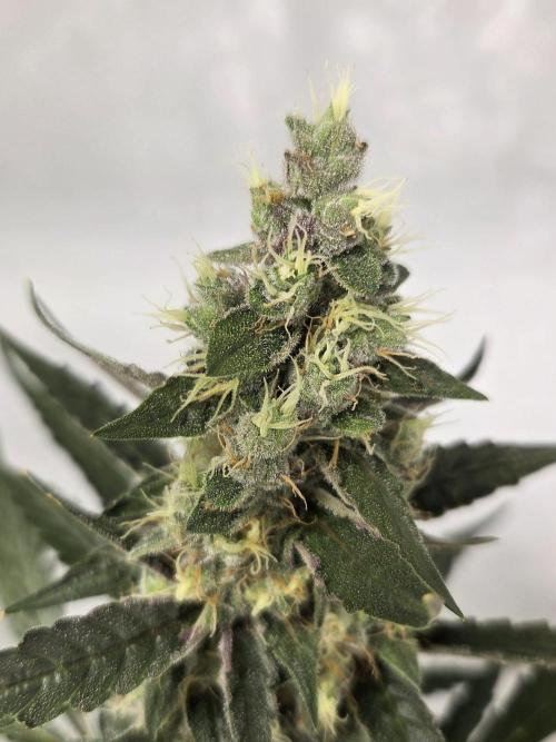 Dr.SkunkyKush: STOR. Week 8