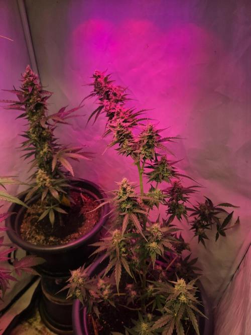 Sticky Orange XXL Auto. Week 8