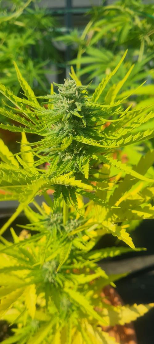 Sticky Orange XXL Auto. Week 8