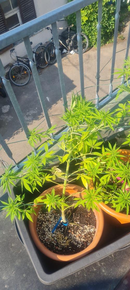 Gorilla Cookies. Week 11