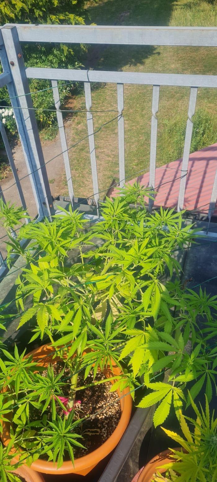 LoisenFarm: TRCH OSS OUTDOOR. Week 13