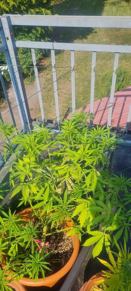 Trop Cherry. Week 13