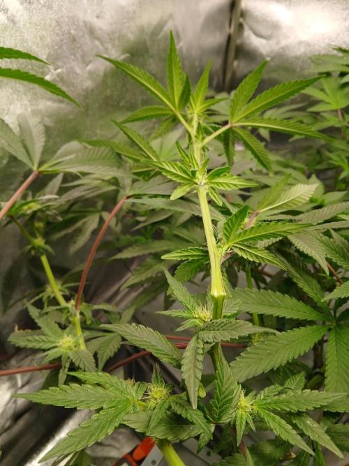 Blue Skunk. Week 10