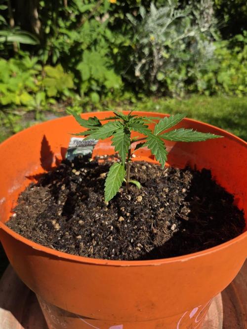 Dr.SkunkyKush: SeedSupplier: PIEX Auto. Week 3