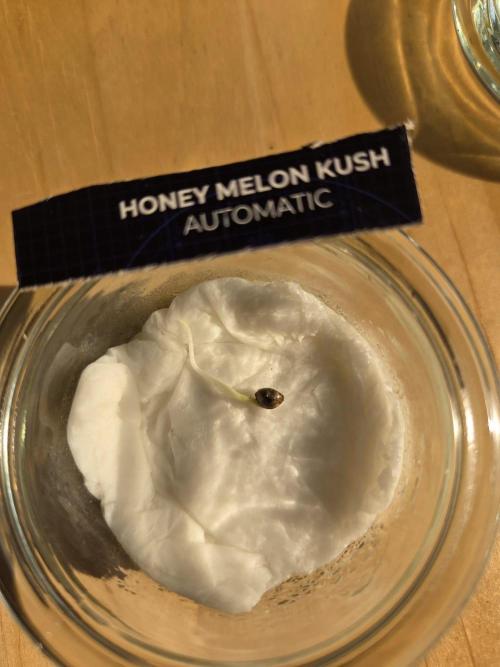 Dr.SkunkyKush: HMKU Auto. Week 0